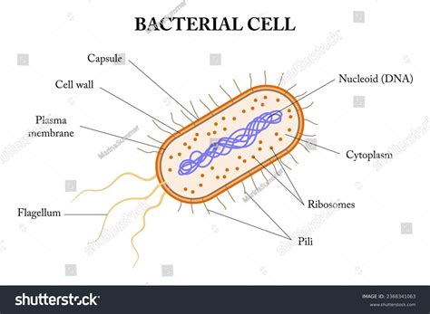 autoclaving and bacterial dna